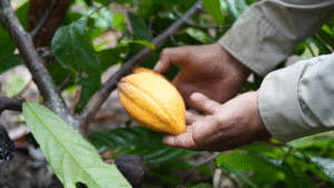 Cacao Bean Processing: From Bean to Chocolate 1