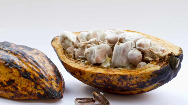 What Are Cacao Beans? Everything You Need to Know 10